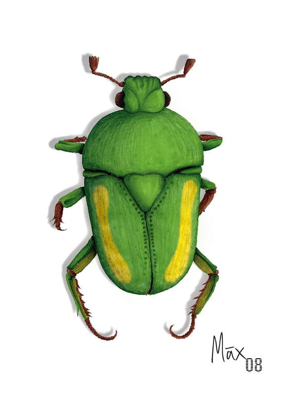 Bild: Käfer mit Stiften